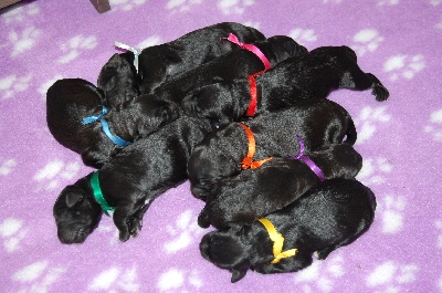 Puppies are born on 12/09/2011 